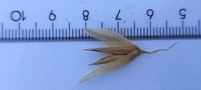 Click for 2 image(s) for this accession. Spikelet
